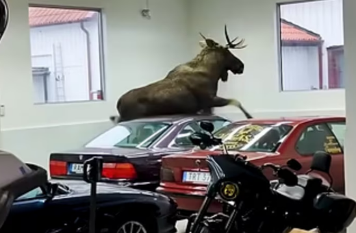 Elg smadrer klassiske BMW’er: Se skaderne her