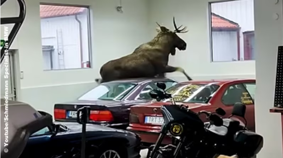 Elg smadrer klassiske BMW’er: Se skaderne her